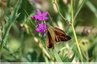 Une Sylvaine dans la prairie