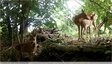 La chevrette st ses deux faons. &#129420; Saint-Orens-de-Gameville