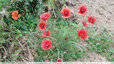 Coquelicot