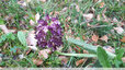 Orchis pourpre en fin de floraison