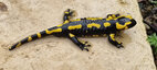 Salamandre au Bois du Tardieu