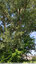 Arbre remarquable