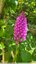 orchis pyramidal en majesté