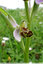 Une Ophrys abeille très précoce