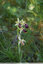 Ophrys de Mars