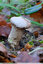 Champignon en poudre