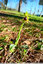 En mars l'ophrys de Mars