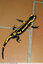 Salamandre prenant le frais sur une terrasse