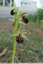 Ophrys de Mars en fin de floraison