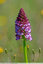 Les Orchis pourpres sont fleuries