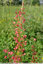 Hampes rougeatres dans la prairie