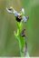 Ophrys du jardin