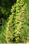 Un coin à Rumex