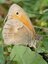 Procris (Coenonympha pamphilus)