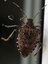 Halyomorpha halys (Punaise diabolique)