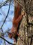 Écureuil roux (Sciurus vulgaris)