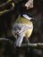 Mésange charbonnière (Parus major)