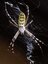 Argiope fasciée femelle (Argiope bruennichi)