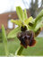 Un ophrys du groupe araigné