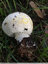 Agaric trapu