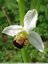 Ophrys abeille