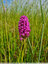 ORCHIS PYRAMIDALE