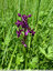 Anacamptis laxiflora en pleine floraison