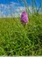 Orchis pyramidals en beauté