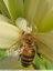 Araignée blanche sur fleur blanche