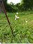 Des abeilles dans mon jardin