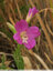 Croix blanches sur fond rose