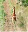 Chevrette sur deux pattes.&#129420;
