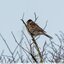 Bruant des roseaux mâle
