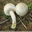 Agarics non comestibles