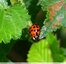 Coccinelle asiatique à 19 points&#128030;