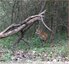 Renard roux en balade&#129418;vidéo