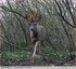 Le brocard perd ses velours.&#129420;&#127810; ( Chevreuil mâle )