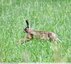 Lièvre brun &#128007;