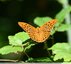 Tabac d'Espagne&#129419;