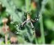Argiope frelon