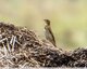 Pipit de passage