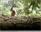 Lièvre brun vidéo &#128007;&#127810;