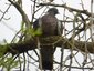 Observé par un pigeon ramier