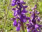 Orchis bouffon sur l'autre versant