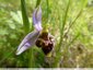 Ophrys bécasse