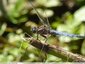 Orthetrum cancellatum mâle