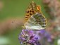 Tabac d'Espagne femelle (Argynnis paphia)