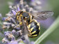 Anthidium florentinum
