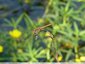 Sympetrum striolatum