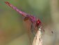 Trithémis annelé mâle (Trithemis annulata)
